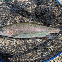 念願のロックトラウト